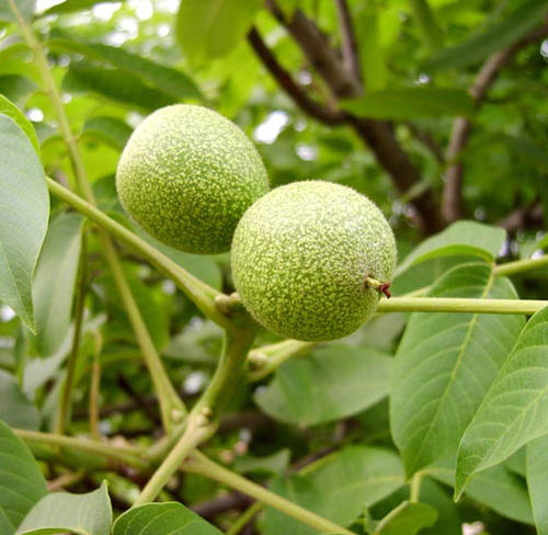 核桃樹(shù)