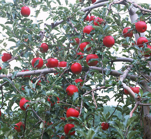 蘋(píng)果樹(shù)