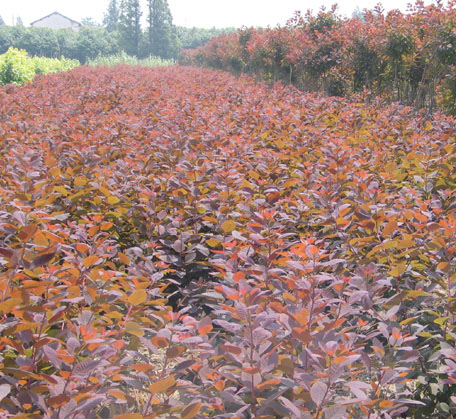 美國(guó)紅櫨